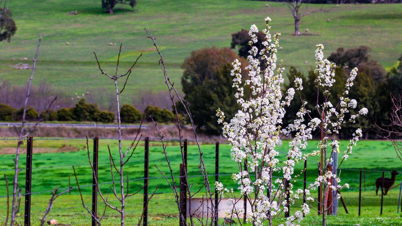 Hillview Farmstay Gundagai Kültér fotó