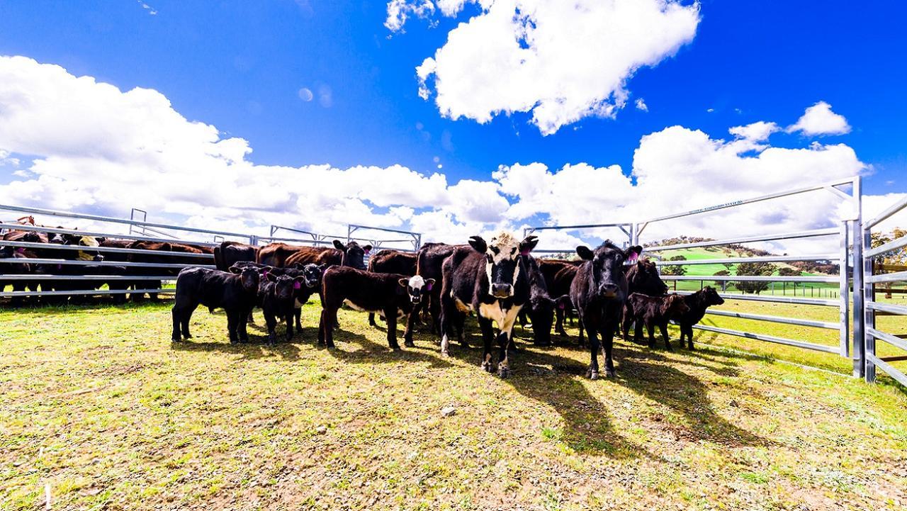 Hillview Farmstay Gundagai Kültér fotó
